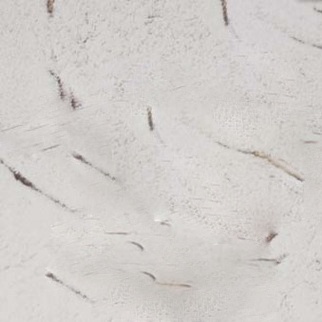 Клинкерная плитка Antik Muschelweiss ABC Klinkergruppe 240x240/10 мм