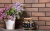 Фасадная клинкерная плитка Cerrad Retro Brick Cardamon, 245x65x8 мм
